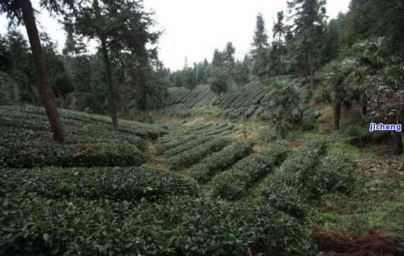 贵州锌硒茶饮料种类、功效及价格全揭秘，贵州锌硒茶业公司深度解析