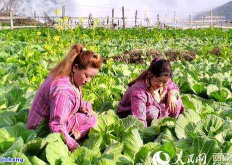 墨脱茶叶价格，揭秘墨脱茶叶市场价格：熟悉这款珍贵茶叶的真实价值