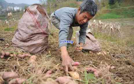 高山白露茶价格表和图片：品种、价格全览