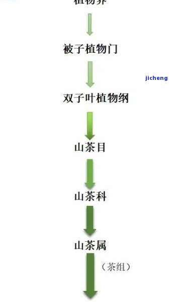 四川顶山茶怎么样？熟悉其价值、官网、公司、级别、介绍与品种