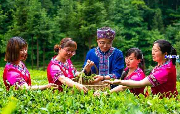 长阳巴山茶怎么样？熟悉其价格、来历及教学视频，欣巴山舞歌曲与土家族文化