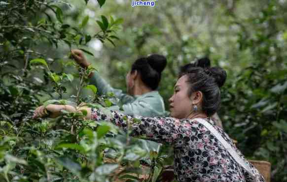 本源茶，探寻生命之源：体验本源茶的独特魅力