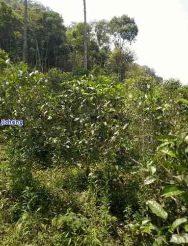 倚邦大黑山古树茶价格，探寻倚邦大黑山古树茶的价格之旅