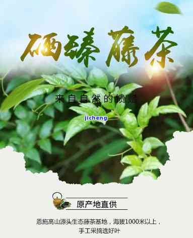 恩颐家藤茶生物招聘，公司介绍及联系方法全览