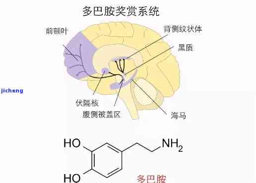 喝茶产生多巴胺-喝茶产生多巴胺还是内啡肽