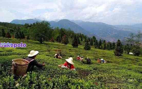 西双版纳民族茶：揭秘州内最具作用力茶叶及产地