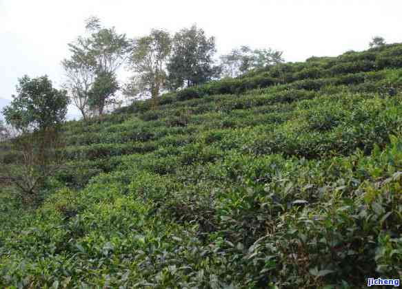 南糯山茶山图片，探索云南美景：南糯山茶园的壮观景色