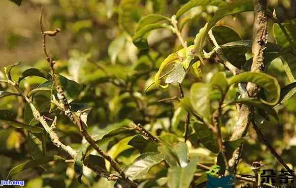 南糯山茶区特点-南糯山茶特点介绍