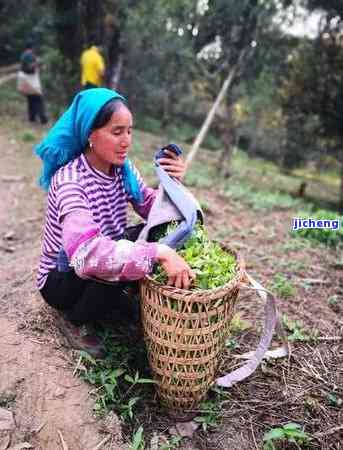 南糯山产什么茶叶？探究其优质品种与口感特点