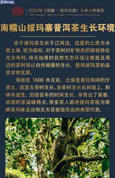 南糯山拔玛价格-南糯山拔玛古树茶价格