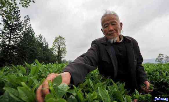 喝茶到底好不好-每天喝茶到底好不好