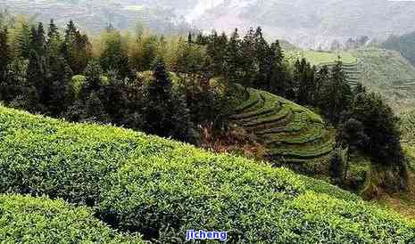 无量山茶区特点介绍，探秘无量山茶区：特别特点全面解析