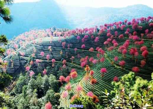 无量山茶区特点介绍，探秘无量山茶区：特别特点全面解析