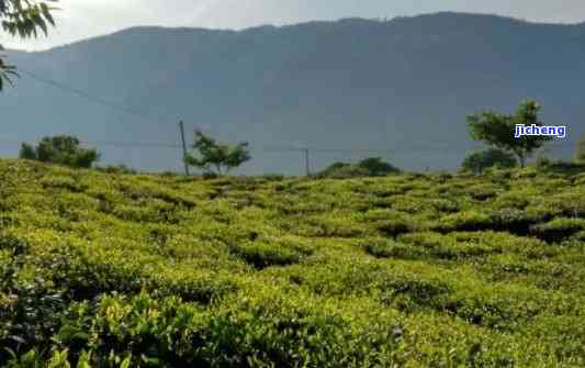 无量山属于哪个茶叶产区，探秘中国茶叶产区：无量山的归属