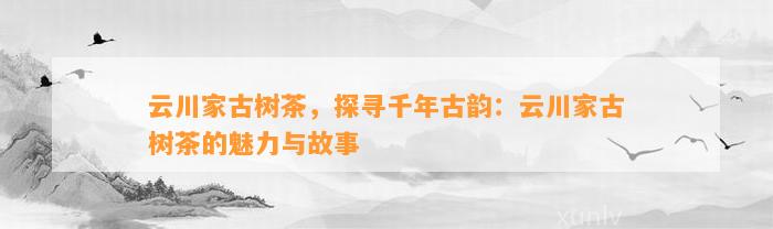 云川家古树茶，探寻千年古韵：云川家古树茶的魅力与故事