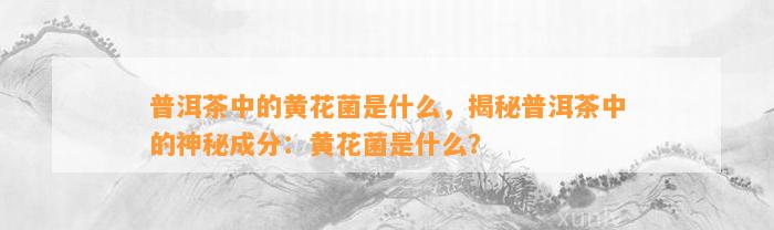 普洱茶中的黄花菌是什么，揭秘普洱茶中的神秘成分：黄花菌是什么？