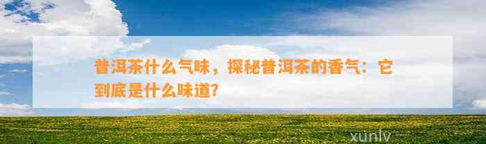 普洱茶什么气味，探秘普洱茶的香气：它到底是什么味道？