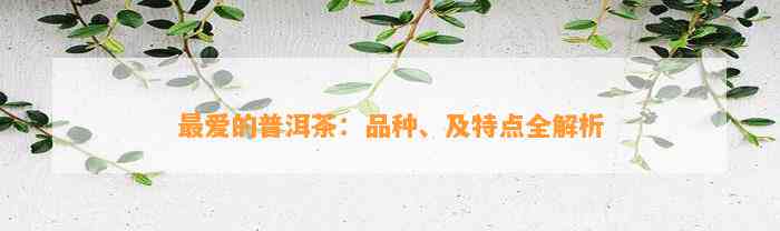 最爱的普洱茶：品种、及特点全解析