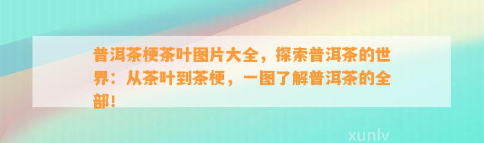 普洱茶梗茶叶图片大全，探索普洱茶的世界：从茶叶到茶梗，一图了解普洱茶的全部！