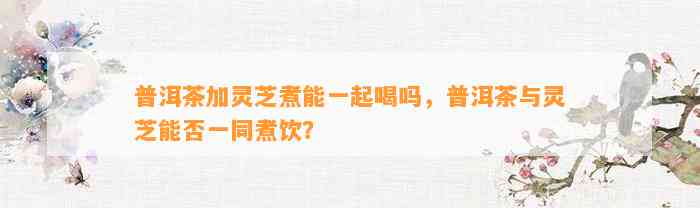 普洱茶加灵芝煮能一起喝吗，普洱茶与灵芝能否一同煮饮？