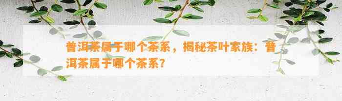 普洱茶属于哪个茶系，揭秘茶叶家族：普洱茶属于哪个茶系？