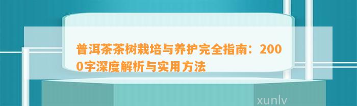 普洱茶茶树栽培与养护完全指南：2000字深度解析与实用方法