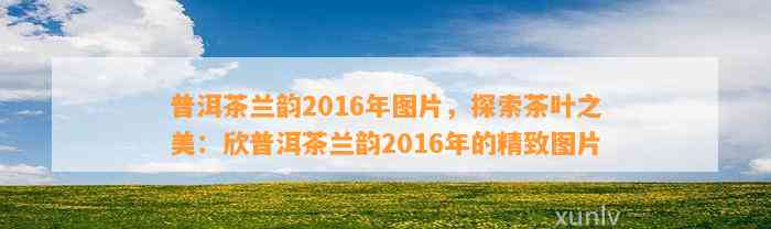 普洱茶兰韵2016年图片，探索茶叶之美：欣普洱茶兰韵2016年的精致图片