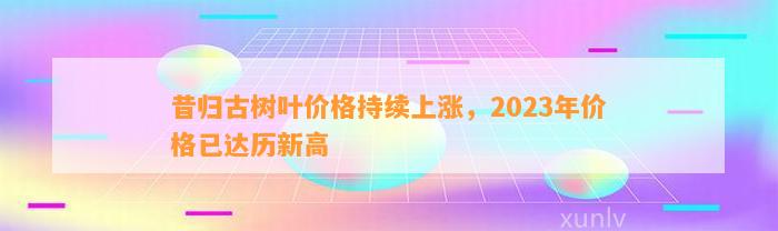 昔归古树叶价格持续上涨，2023年价格已达历新高