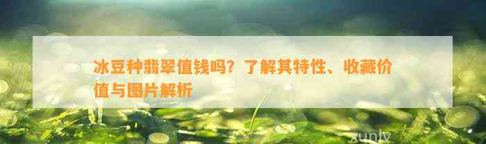 冰豆种翡翠值钱吗？熟悉其特性、收藏价值与图片解析