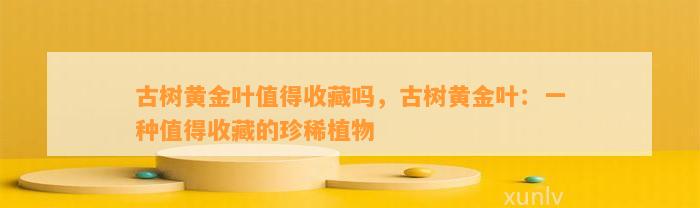 古树黄金叶值得收藏吗，古树黄金叶：一种值得收藏的珍稀植物