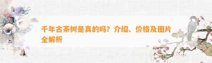 千年古茶树是真的吗？介绍、价格及图片全解析